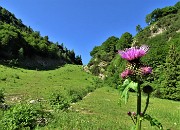 18 Fiori di cardo (Carduus crispus o Cirsium montanum) nel valloncello di salita ai Piani di Bobbio